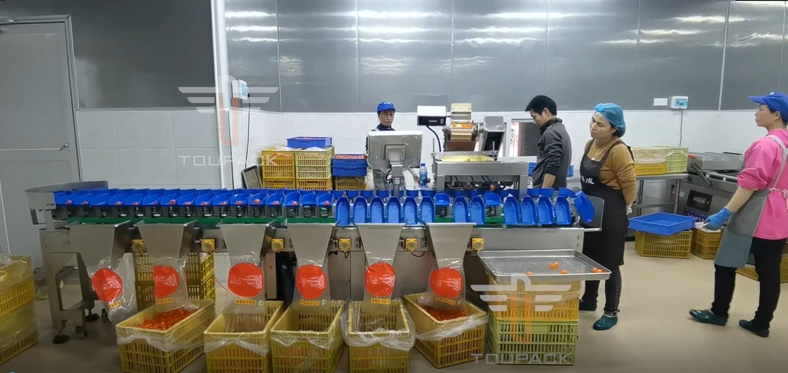 Layar Sentuh Multi Grade Circular Weight Sorting Machine Untuk Buah Ikan Kuning