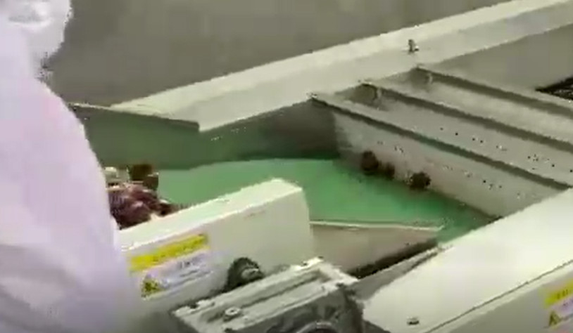 Baja Karbon 220V Jujubes Sorting Machine Menyortir Lini Produksi