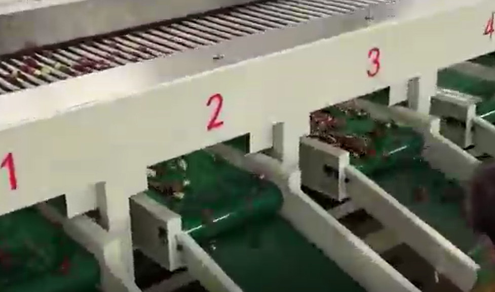Baja Karbon 220V Jujubes Sorting Machine Menyortir Lini Produksi