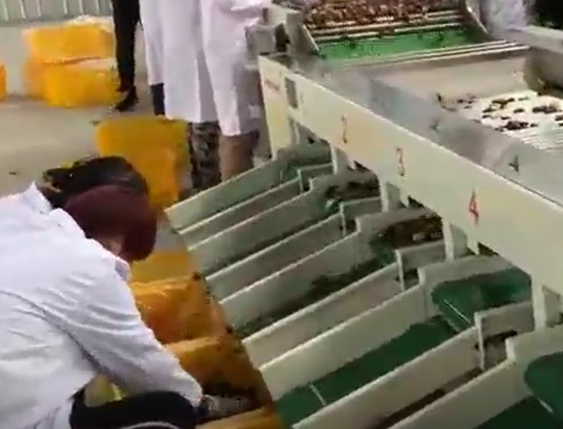 Baja Karbon 220V Jujubes Sorting Machine Menyortir Lini Produksi