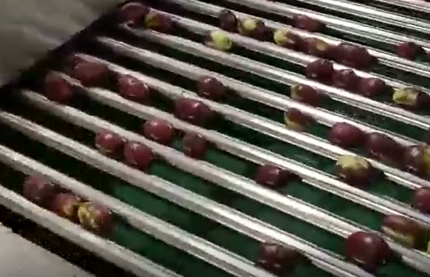 Baja Karbon 220V Jujubes Sorting Machine Menyortir Lini Produksi
