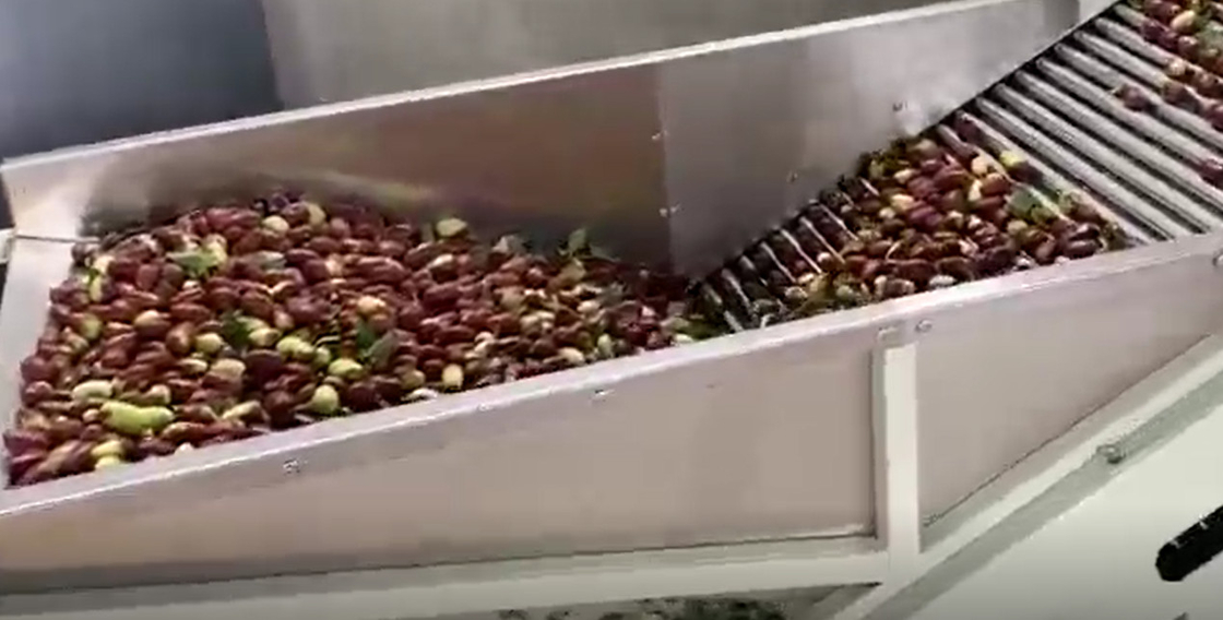 Baja Karbon 220V Jujubes Sorting Machine Menyortir Lini Produksi