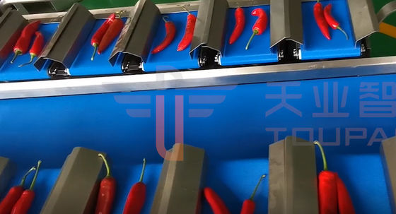 CE Menyetujui Multi Head Conveyor Belt Weigher Untuk Mentimun Lada