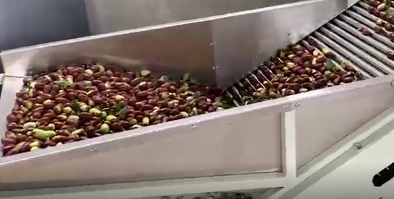 Baja Karbon 220V Jujubes Sorting Machine Menyortir Lini Produksi